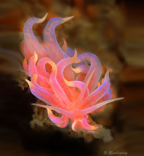 coolthingoftheday: coolthingoftheday: TOP TEN COOLEST SEA SLUGS Note: I have captioned the pictures 