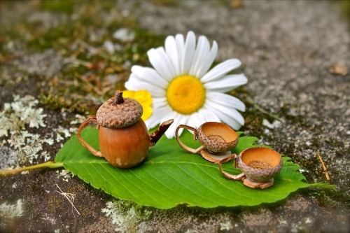 elosilla:Cute fairy tea set by Twig and Toadstool ❤
