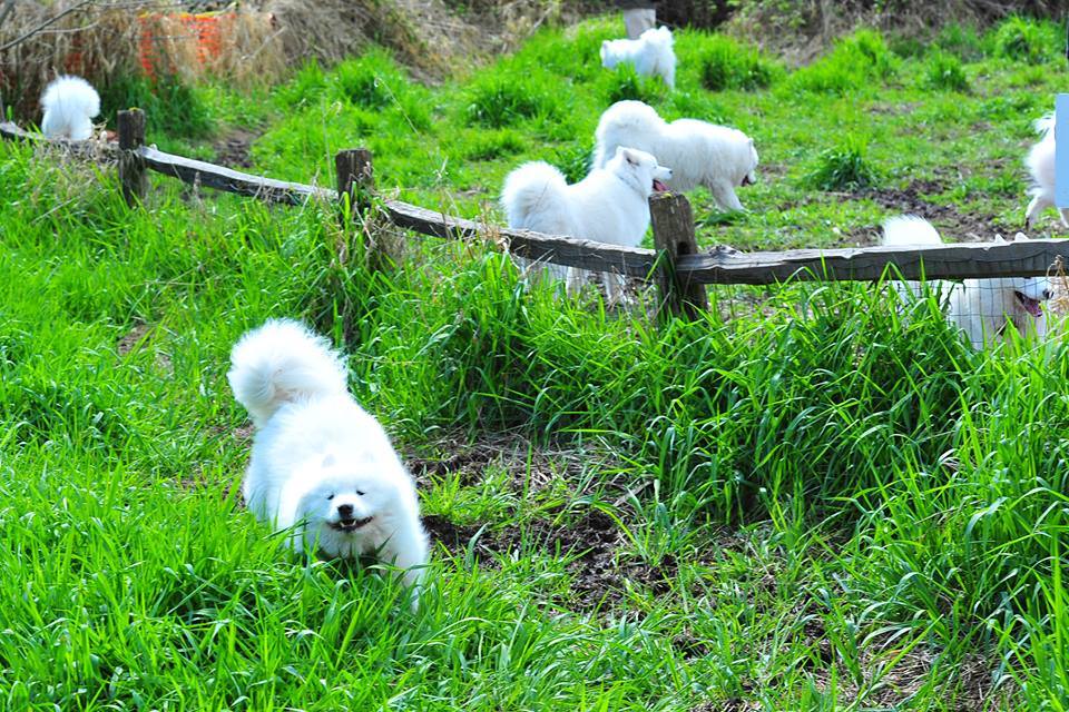 skookumthesamoyed:Marymoor Samoyed Meetup 4/4/15 (x)