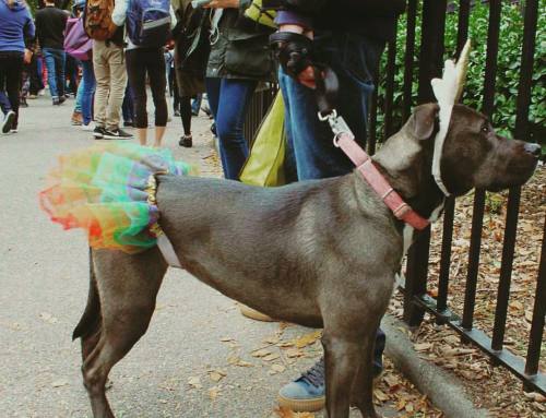 Rainbow dog ponders the big questions of the universe. #rainbow #dog #halloweendogparade #Halloween 