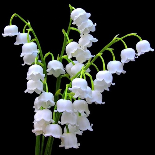 panteha:Convallaria majalis // Lily of the Valley(will always be my favorite flower)