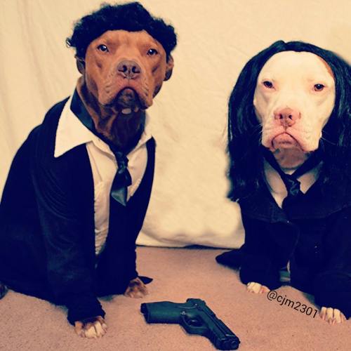 tastefullyoffensive:  Best Pet Costumes of Halloween 2013 (Part 3)Previously: Part 2, Part 1, Best Adult Costumes, Best Kid Costumes   That pulp fiction one! Its awesome
