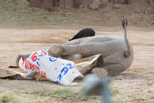 brujablog:  OHH my goodness look at these pics of the baby elephant at the zoo in tucson she got a box of hay for her 6 month birthday and she was so happy she fell over