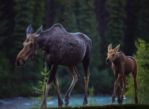 Moose by Bob