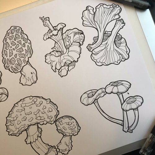 just some fungus flash, featuring fan favourites such as fly agaric and morels, and some personal fa
