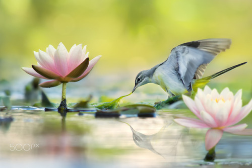 Gray Wagtail and Lotus //FuYi Chen