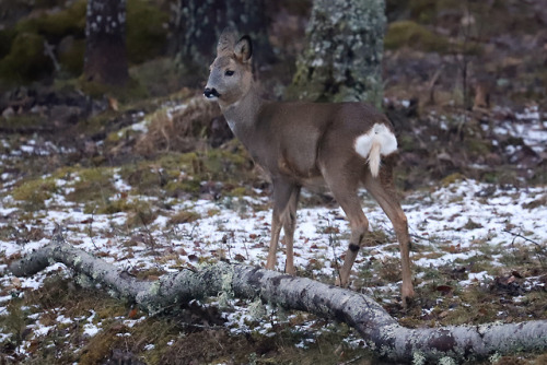 Roe deers having a garden party. 