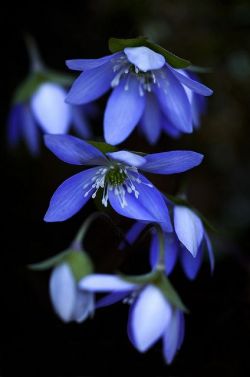 lalulutres:  Hepatica 