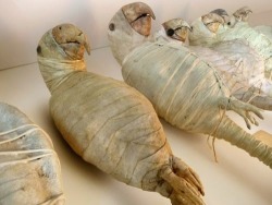 Theoddcollection:  Parrot Mummies.  Awww