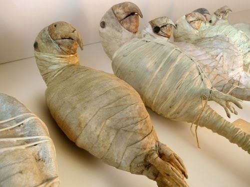 theoddcollection:  Parrot mummies.  awww