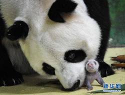 mimisberry:  giantpandaphotos:  Ju Xiao with one of her triplets at the Chimelong Safari Park in Guangzhou, China. © iPanda.  Dawwwwwww baby panda