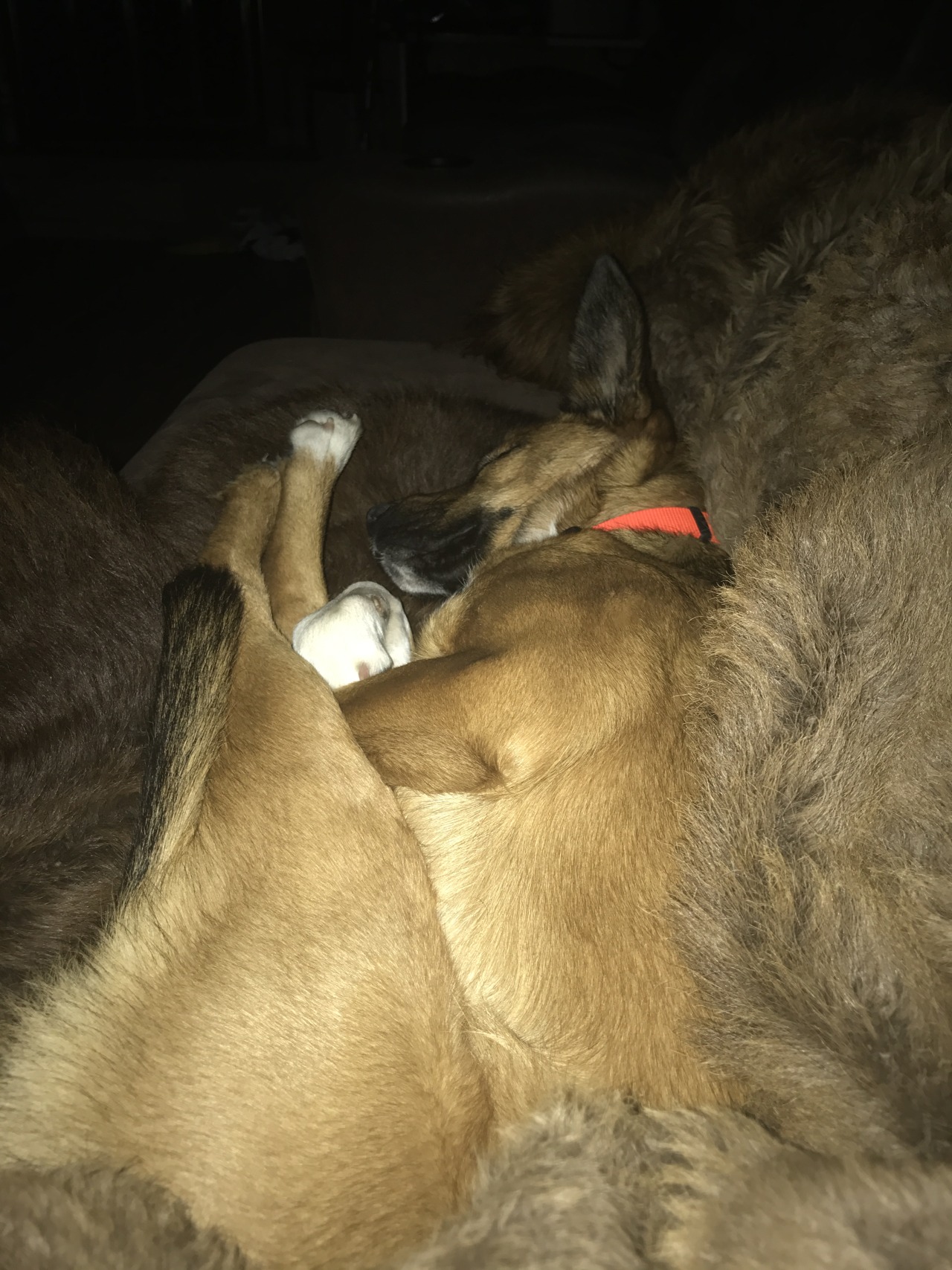 She’s such a dork, love her ❤🐕🐾