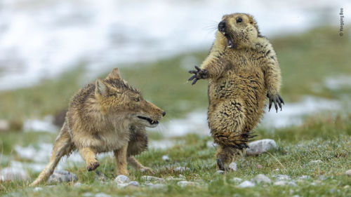 The 35 Best Wildlife Photos Of 2019