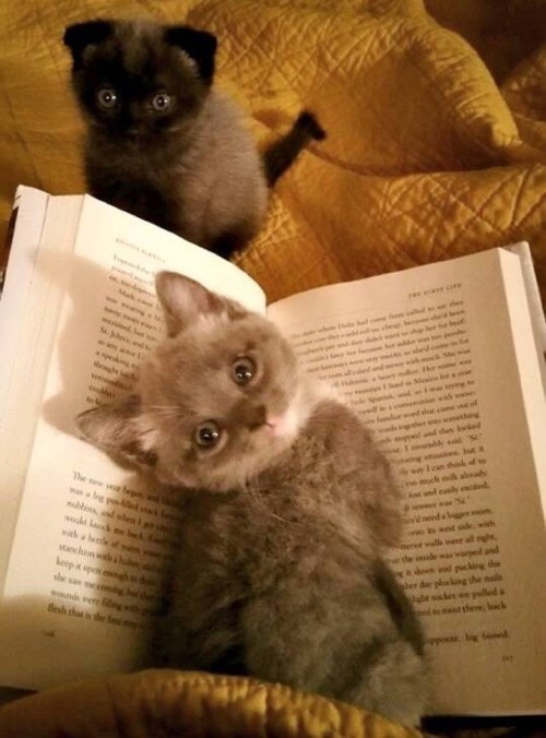 catsbeaversandducks:The Purrfect Bookmarks There’s nothing better than having a cat by your side whi