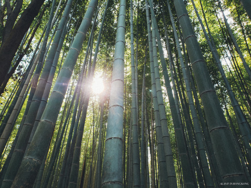 [ 京都 - 肆 ]旅遊書特別介紹嵐山的竹林與周邊的去處，我把這活動放在第三天的行程內，事原我是想去別處行山，不過一個在東、一個在西，比叡山如要行的話就需花上六小時，的確逗留天數不夠令我最終沒往這邊去