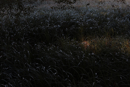 untrustyou:  Bruno Bernardi