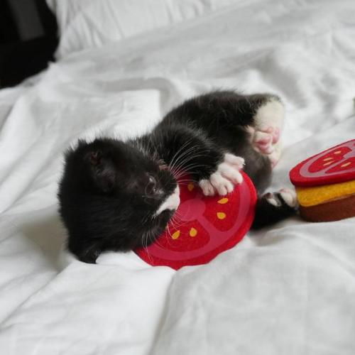 catsbeaversandducks:  Kitten Sandwiches!By adult photos