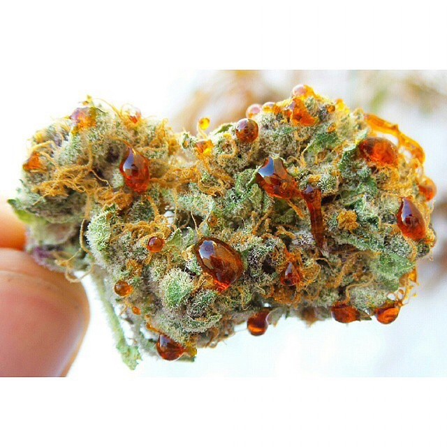 weedporndaily:  @karl_kronic