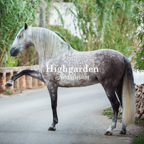 Populating The Dothraki Sea, This Horse Is Short, But Stocky. They Are Valued For Their Exceptional Hardiness