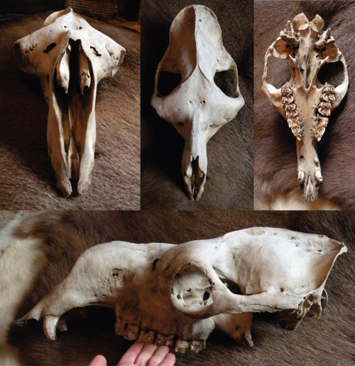 somedeadthings:Skulls with a story 9 by ~Myskullcabinetwow.. i&rsquo;ve never seen a camel&r