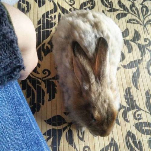 Bun load to start the day. #apricotjambun #angorarabbit #angora #rabbitsofinstagram #rabbit #housera