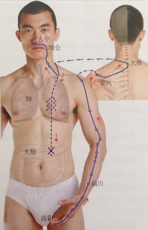I really like the way these textbooks show points as they fit with musculature and bone, highlighted