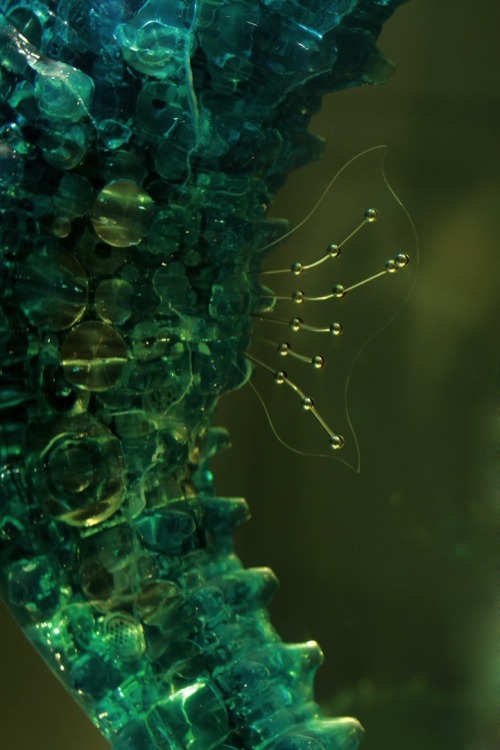 apolonisaphrodisia:  Hu Shaoming on Jue So  