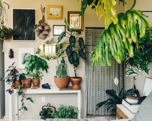 Sex urbanjungle:Plant-filled loft pictures