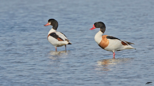 Shelduck - Tadorna (Tadorna tadorna)Vila Franca de Xira/Portugal (5/05/2022)[Nikon D500; AF-S Nikkor