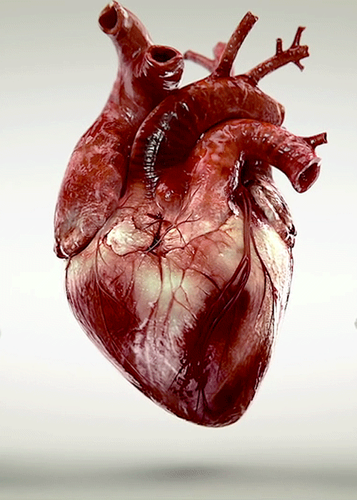 imconstantlyhormonal:  ^this asshole   THIS, THIS is a real heart. Not that bullshit cutesy thingamajig.