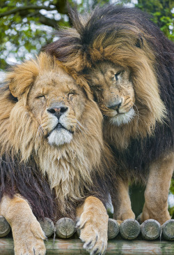 earthlynation:  Brotherly love? by Tambako