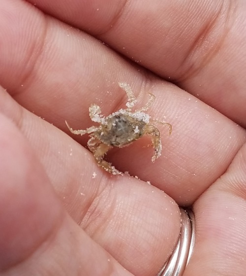 gabrielreyesofsunshine:Hey I made a beach friend