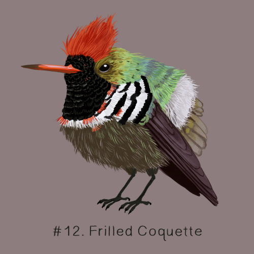 100 Weird Birds: Day 12The Frilled Coquette for day 12 of my 100 Weird Birds project. This bird is a