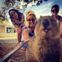 bbw4daddy:  angel-beast89:britbratthebat:baby-make-it-hurt:  spooningleads24king:  boredpanda:Quokka Selfie Is Cutest Trend In Australia Right Now    Holy shit this is my new favourite animal  Hahaha epic  Favorite animal ever.  This animal step out of