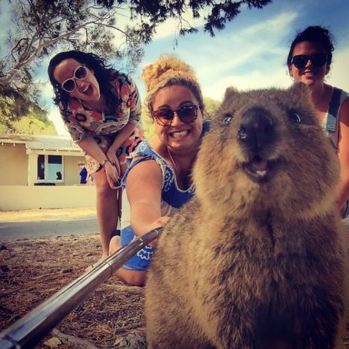 crazycritterlife:boredpanda:Quokka Selfie Is Cutest Trend In Australia Right Nowthis animal looks wa