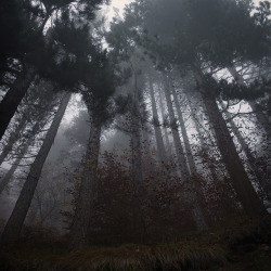 90377:  The Forest by german.vladimir on