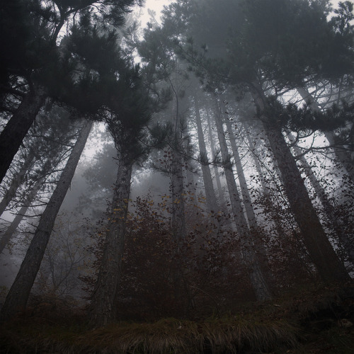 90377:  The Forest by german.vladimir on Flickr. 