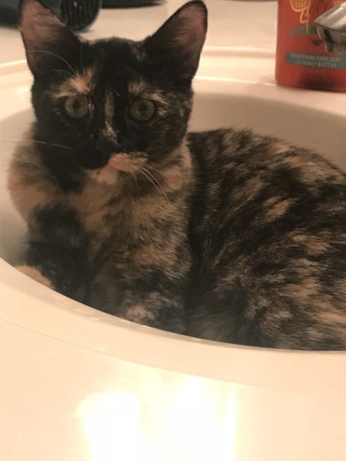 New fav place to lay is the sink! Even if it’s wet!