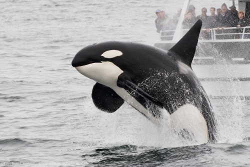 californiatransients: 6/13/19 - CA51C Bumper belly-flopping after a sea lion hunt. Photos by Tim Hun