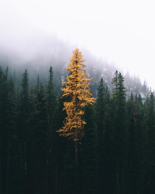 amazinglybeautifulphotography:Its alright to stand out in a crowd. The Enchantments, Washington [OC]