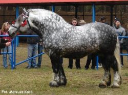 awfuckyeah-horses:  withabigblackhorseandacherrytree:  Look at this chunky beast!   I crush liek bug  Big boy