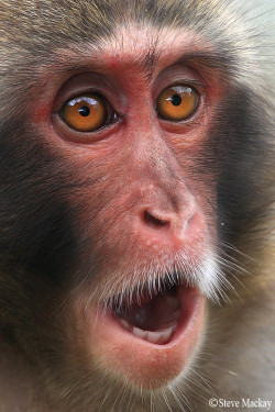 earthandanimals:   Snow Monkey   Photo by Steve Mackay   Booty had him like