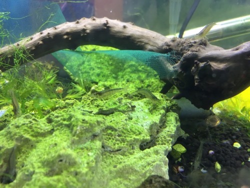 thesecretlifeofshrimp:Some pics from Pacific Aquarium and Plant Inc, in chinatown in NYC that I took