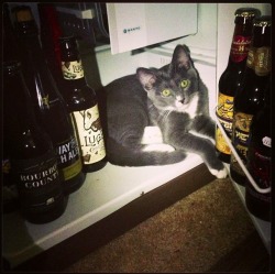 getoutoftherecat:  oh cat. you are not craft beer. however, i guess yo deserve to sit in there since you figured out how to open to mini fridge on your own. 