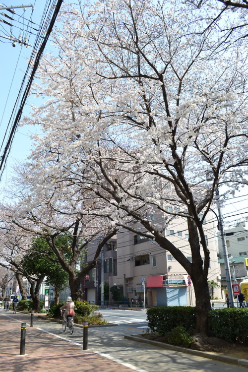 Cherry blossoms along Senkawa dōri, Sakuradai, Nerima, Tokyo. 2019