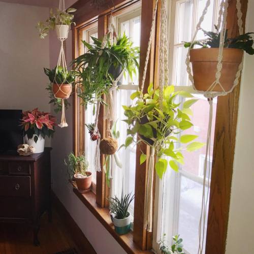 plants>curtains #silllife #houseplants #houseplantjournal #macrame #pinterestingasfuck #crazyplan
