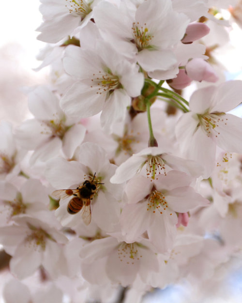 happierstill:happinessislight:Honeybee on cherry blossoms. From my photography blog. 