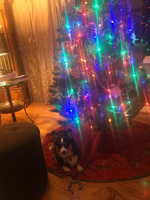 Merry Corgmas!