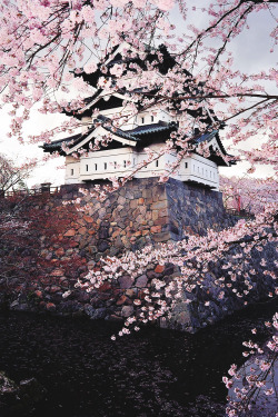 banshy:  Hirosaki Castle in Spring | Glenn