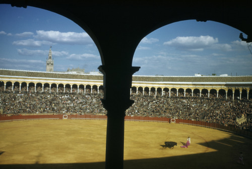 A bullfighter waves red cape in front of a bull and a crowded stadium in Seville, Spain, April 1951.